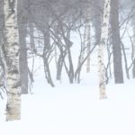 冬が近づくと広瀬香美さんの歌詞が頭をよぎり出します