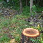 仕事が忙しい人が絶対意識するべき『木こりのジレンマ』